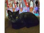 Elliot Domestic Shorthair Young Male