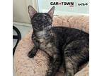 Jelly Domestic Shorthair Adult Female