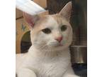 Bubbles Domestic Shorthair Young Male