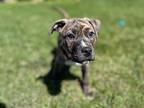 Savannah Mastiff Puppy Female