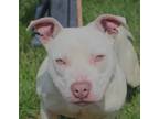 Brassy American Pit Bull Terrier Adult Male