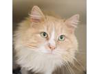 Oliver Domestic Longhair Young Male