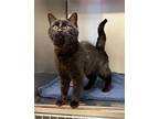 Arbor Domestic Shorthair Young Male