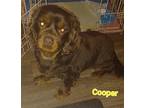 COOPER 985113008785915 Cocker Spaniel Adult Male