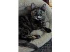 Jaffle Domestic Shorthair Young Female