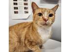 Adopt Fruit Rollup a Domestic Short Hair