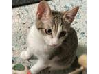 Adopt Gregory a Domestic Short Hair