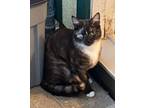 Adopt Seki a Domestic Short Hair