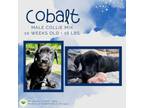 Adopt Cobalt a Collie