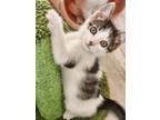 Adopt Roly a Domestic Short Hair, Tabby