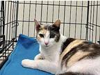 Cali XXIII Domestic Shorthair Adult Female