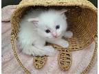 Jackson Pollock Domestic Longhair Kitten Male
