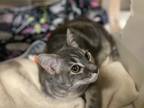 Bambi Domestic Shorthair Young Female
