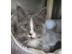 Blossom Domestic Mediumhair Kitten Female