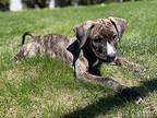 Memphis Mastiff Puppy Male