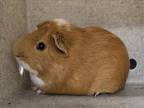 Adopt GINGER a Guinea Pig