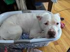 Adopt BUDDY a Dogo Argentino, Mixed Breed
