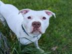 Adopt BUDDY a American Staffordshire Terrier