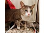 Adopt PAW PAW a Domestic Short Hair