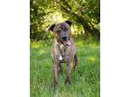 Adopt DALE a Pit Bull Terrier, Mixed Breed