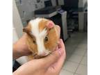 Adopt TUNNOCK a Guinea Pig