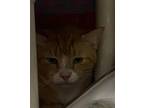 Adopt TOBY a Domestic Short Hair