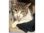 Barn Cat Sissy Domestic Shorthair Young Female