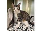 Dre Domestic Shorthair Young Male