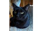 Adopt Jonesy a Domestic Short Hair