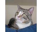 Andre Domestic Shorthair Young Male