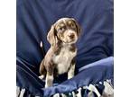 Adopt ASHER a Border Collie, Beagle