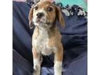 Adopt DOUGLAS a Border Collie, Beagle