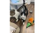 Naumi Domestic Shorthair Young Female
