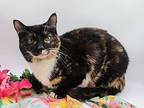 Hermina Domestic Shorthair Young Female
