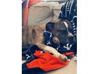 Adopt Seymour - Samson a Boxer