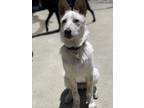 Adopt Milo a Australian Cattle Dog / Blue Heeler, Australian Shepherd