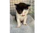 Adopt BOOGIE a Domestic Short Hair