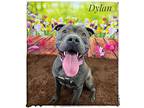 Dylan Mixed Breed (Medium) Adult Male