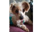 Adopt Get-A-Long $250 a Poodle, Yorkshire Terrier