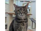 Neko Domestic Shorthair Adult Female