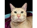 Fanta Domestic Shorthair Adult Female