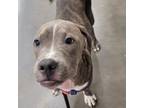 Adopt Johnny a Pit Bull Terrier