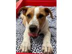 Adopt Stubby a Cattle Dog, Pit Bull Terrier
