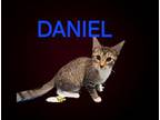 Adopt Daniel a Domestic Short Hair, Tabby