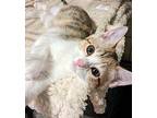 Paisley Domestic Shorthair Kitten Female