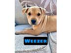 Weezer Mixed Breed (Medium) Puppy Male