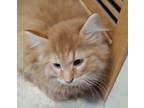 Gilbert Domestic Mediumhair Kitten Male