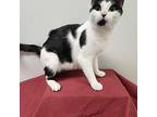 Betty Boop Domestic Shorthair Young Female