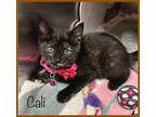 CALI Domestic Shorthair Kitten Male