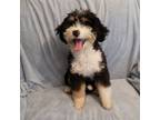Adopt Yogi a Poodle, Bernese Mountain Dog